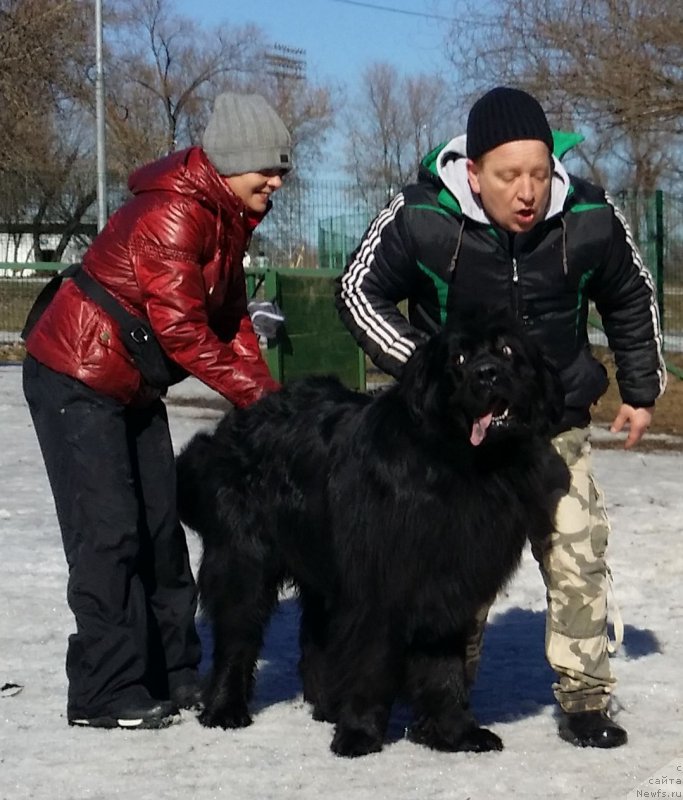 Фото: Larisa Kutina (Лариса Кутина), ньюфаундленд Chisty Brilliant Amigo (Чистый Бриллиант Амиго), Валера