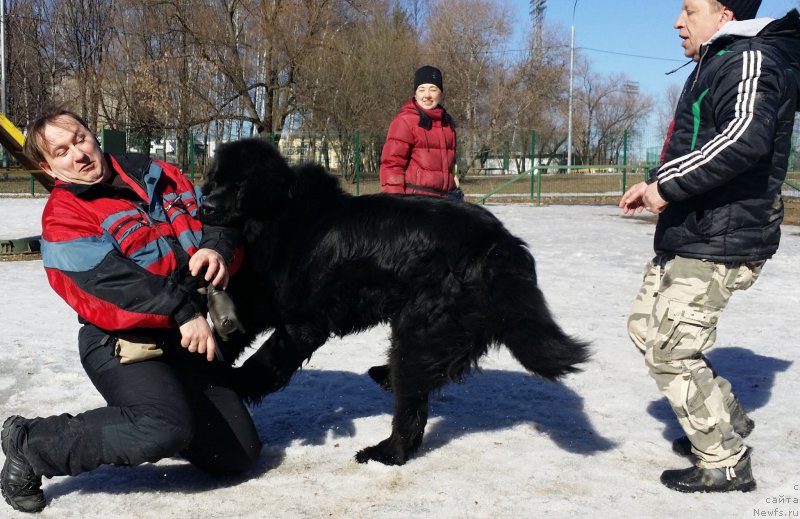 Фото: Леонид, Валера, ньюфаундленд Chisty Brilliant Amigo (Чистый Бриллиант Амиго)