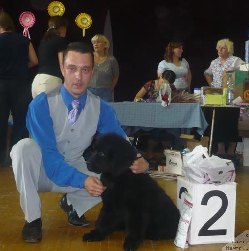 Фото: ньюфаундленд YElegiya Morya (Элегия Моря)