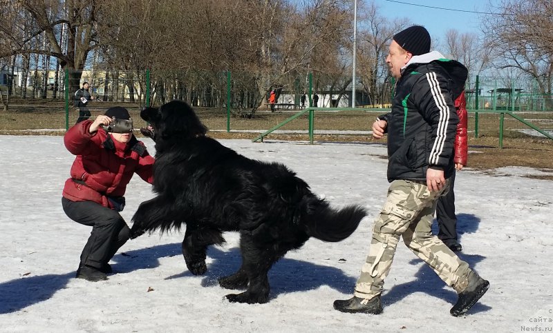 Фото: ньюфаундленд Chisty Brilliant Amigo (Чистый Бриллиант Амиго), ВАлера