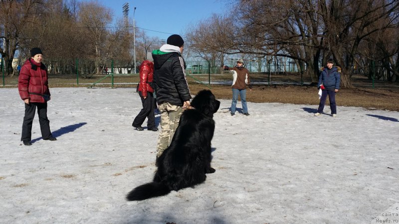 Фото: ньюфаундленд Chisty Brilliant Amigo (Чистый Бриллиант Амиго), ВАлера