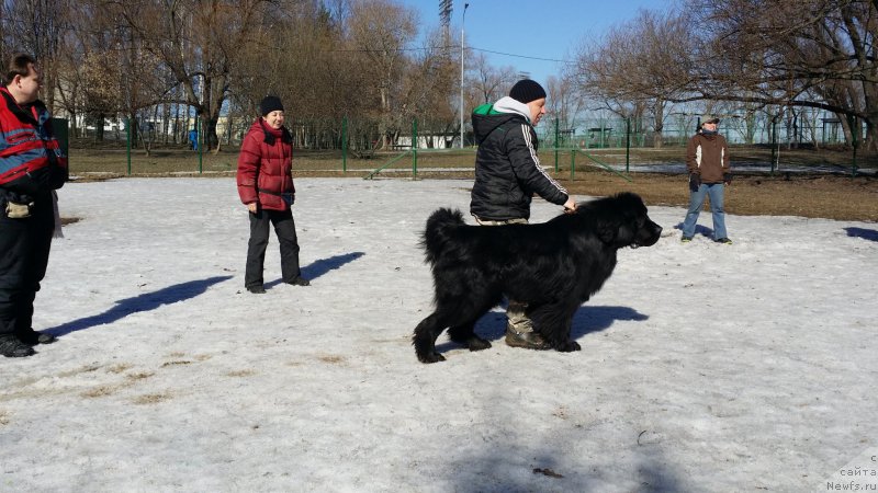 Фото: Леонид, Надя, Валера, ньюфаундленд Chisty Brilliant Amigo (Чистый Бриллиант Амиго), Aleksandra Fetisova (Александра Фетисова)