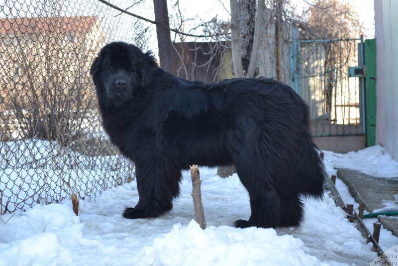 Фото: ньюфаундленд Talisman Morya Magiya Voln (Талисман Моря Магия Волн)