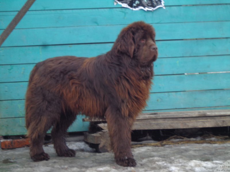 Фото: ньюфаундленд N'yufort YU'Severino (Ньюфорт Ю'Северино)