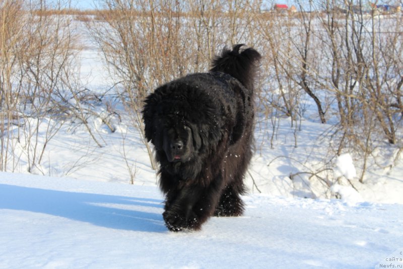 Фото: ньюфаундленд Fortuna of Giant's Island