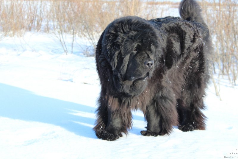 Фото: ньюфаундленд Fortuna of Giant's Island