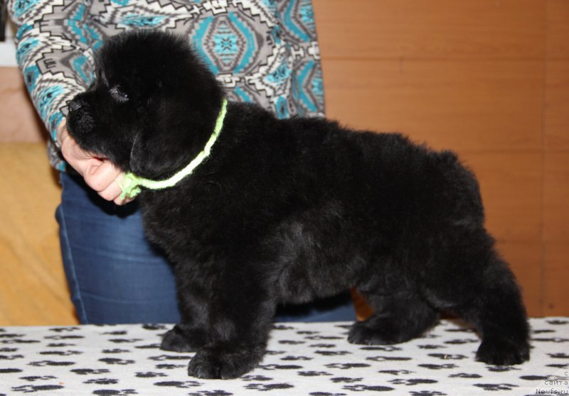 Фото: ньюфаундленд N'yufort Volshebnyiy Les Totoro (Ньюфорт Волшебный Лес Тоторо)