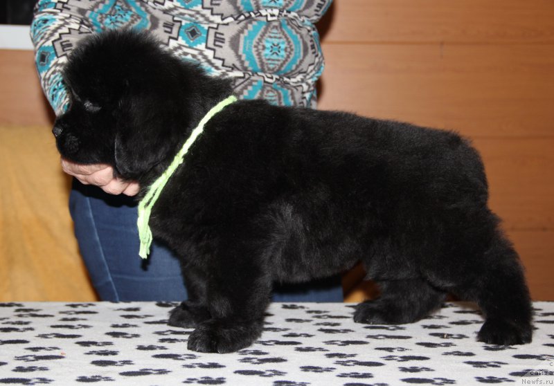 Фото: ньюфаундленд N'yufort Volshebnyiy Les Totoro (Ньюфорт Волшебный Лес Тоторо)