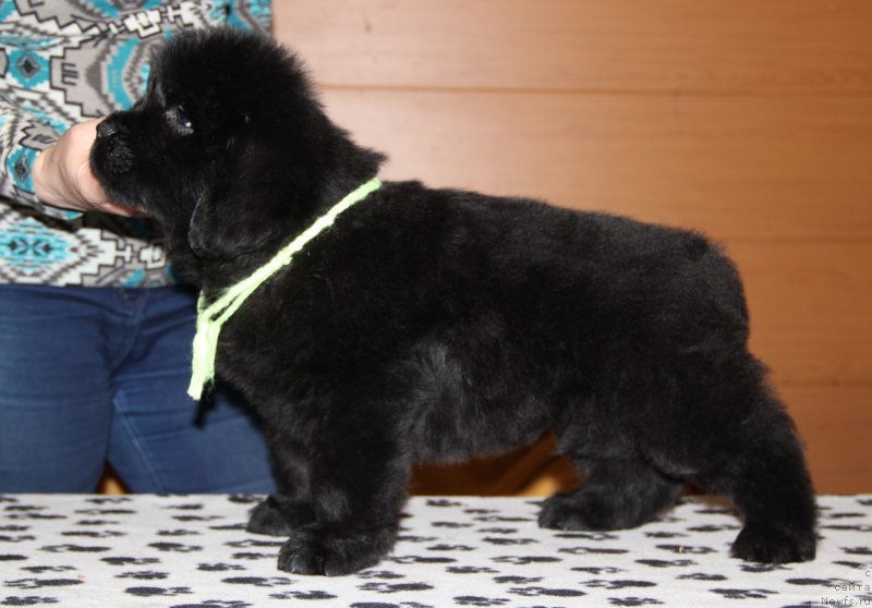 Фото: ньюфаундленд N'yufort Volshebnyiy Les Totoro (Ньюфорт Волшебный Лес Тоторо)