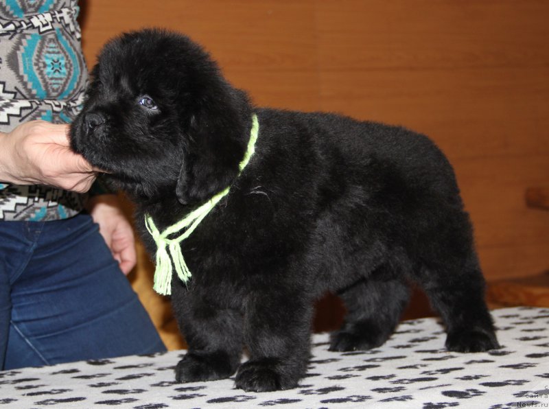 Фото: ньюфаундленд N'yufort Volshebnyiy Les Totoro (Ньюфорт Волшебный Лес Тоторо)