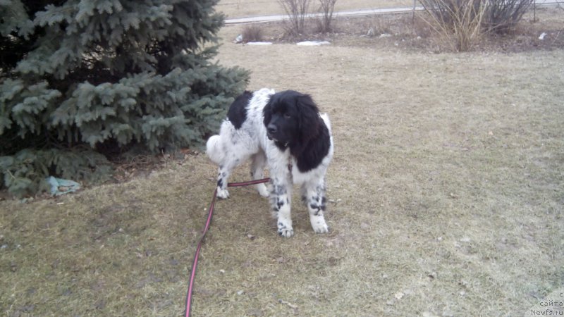 Фото: ньюфаундленд Skazochnaya Kroha SHampan' (Сказочная Кроха Шампань)