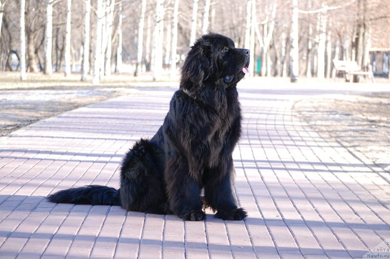 Фотография № 177255