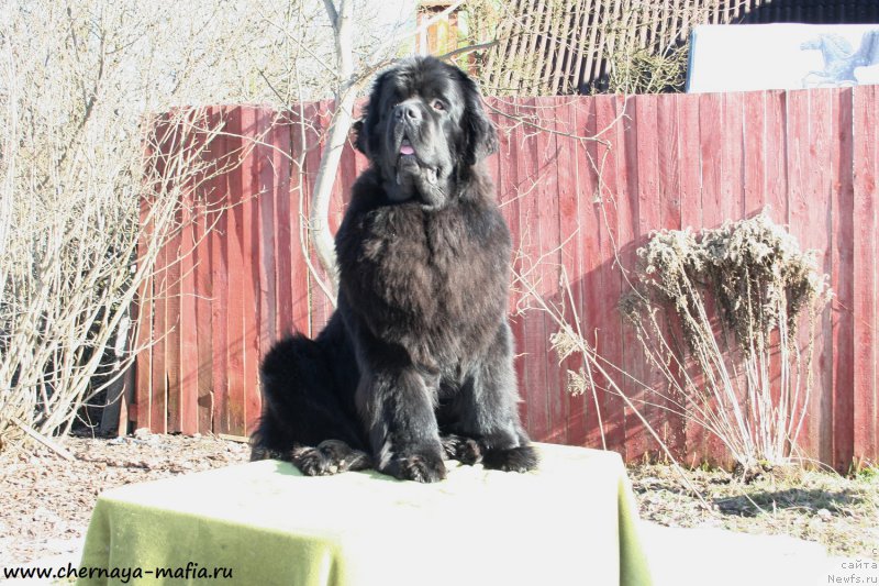 Фотография № 177267