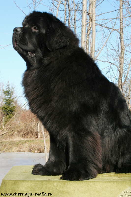 Фотография № 177270