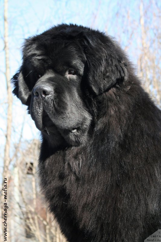 Фотография № 177271