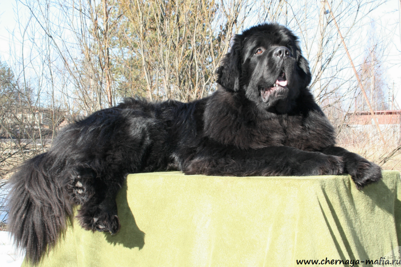 Фотография № 177273