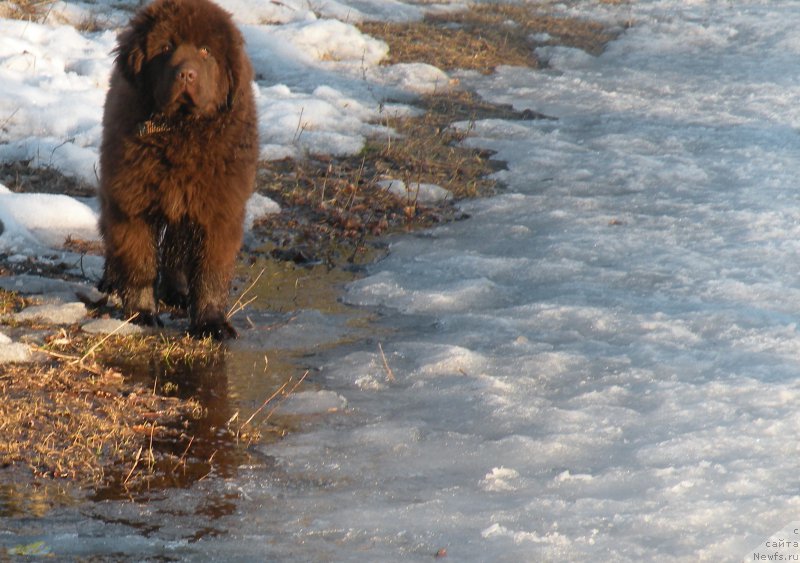 Фото: ньюфаундленд Vashe Blagorodie s Berega Dona (Ваше Благородие с Берега Дона)
