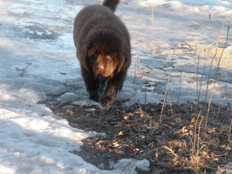 Фото: ньюфаундленд Vashe Blagorodie s Berega Dona (Ваше Благородие с Берега Дона)