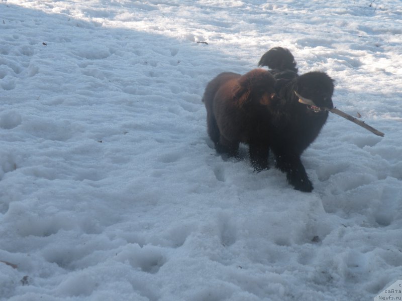 Фото: ньюфаундленд Vashe Blagorodie s Berega Dona (Ваше Благородие с Берега Дона), ньюфаундленд Anabel