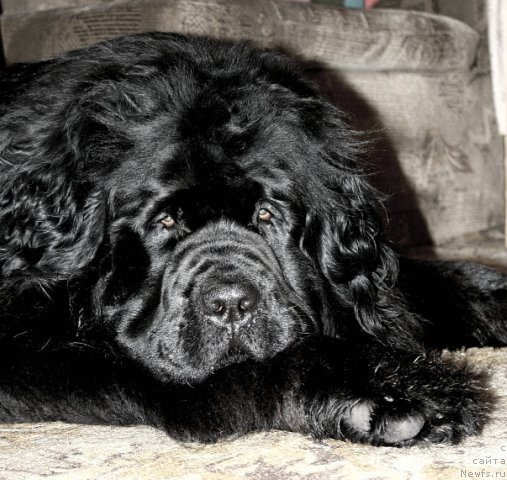 Фото: ньюфаундленд Smigar YEbandens (Смигар Эбанденс)