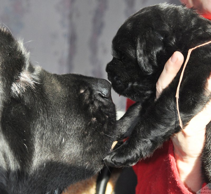 Фотография № 177294