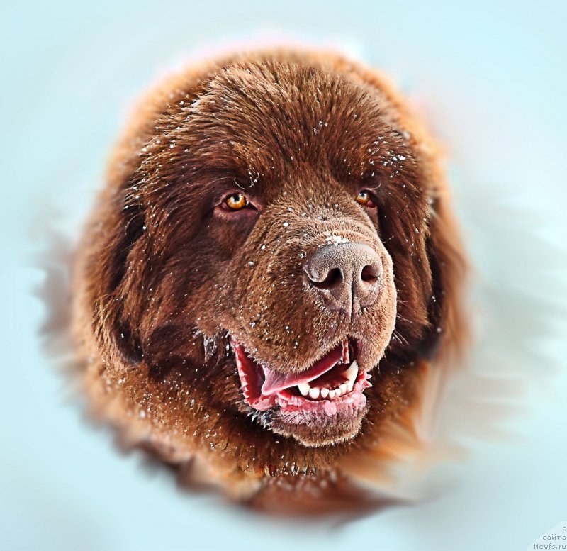 Фотография № 177297