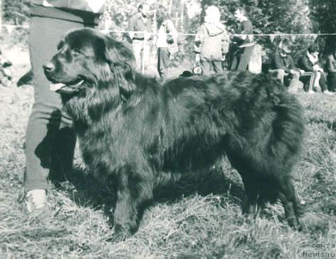 Фото: ньюфаундленд SHirin Vug (Ширин Вуг)