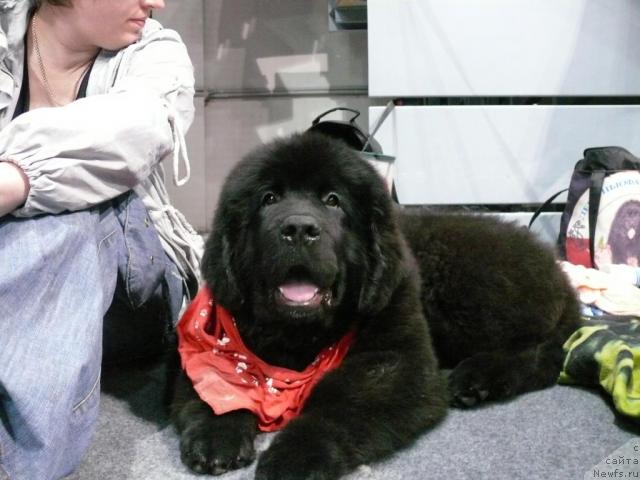 Фото: ньюфаундленд Skippers Secret Agent For Donat's Pride