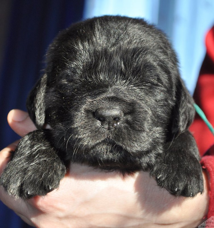 Фото: ньюфаундленд Beguschaya po Volnam Shade Color of Life (Бегущая по Волнам Шадэ Колор оф Лифе)