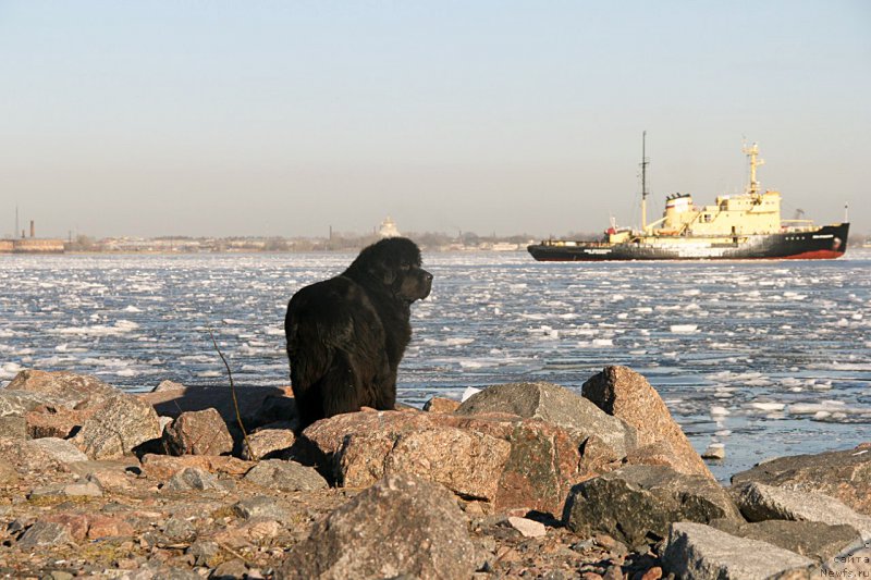 Фото: ньюфаундленд Beguschaya po Volnam Ring of Fire (Бегущая по Волнам Ринг оф Фире)