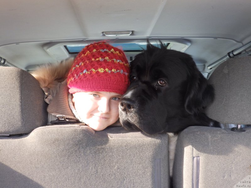 Фото: ньюфаундленд Super Bizon Kuba (Супер Бизон Куба)