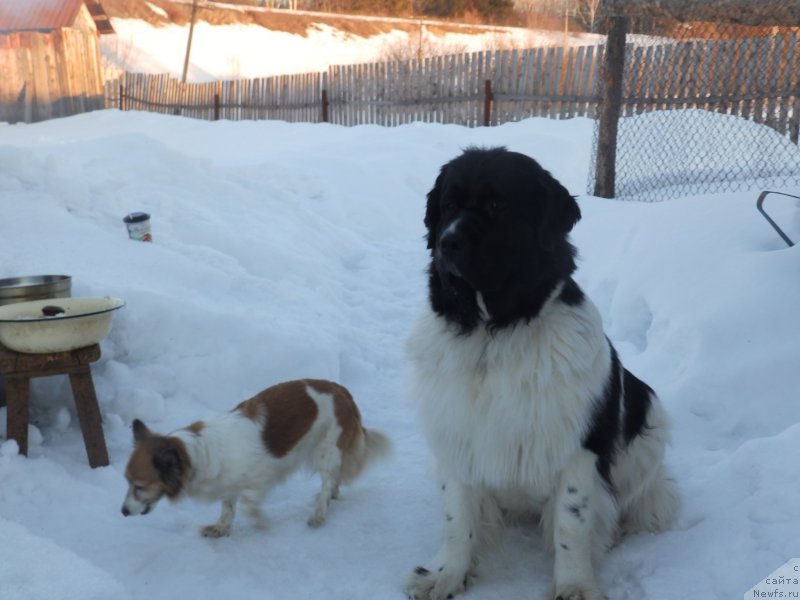 Фото: ньюфаундленд Super Bizon Kuba (Супер Бизон Куба)