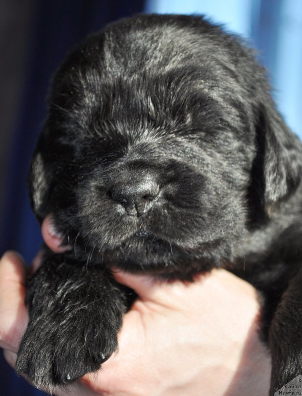 Фотография № 177318