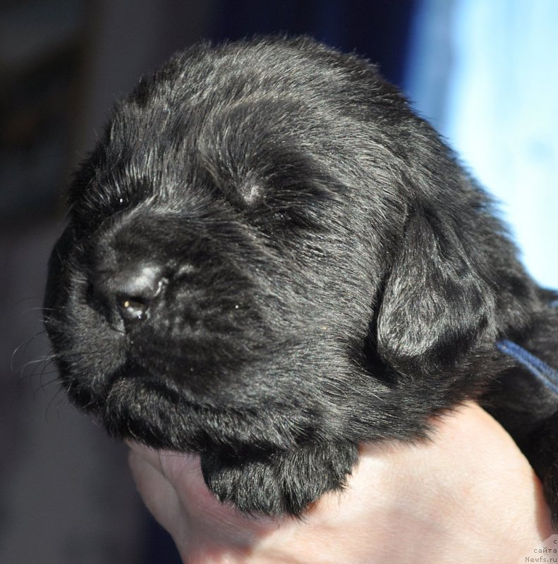 Фотография № 177320