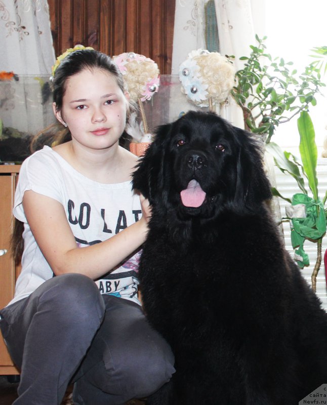 Фото: ньюфаундленд Brownblood MSK Harricane Higgins (Браунблад МСК Харрикейн Хиггенс)