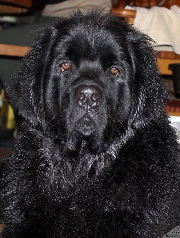 Фото: ньюфаундленд Brownblood MSK Harricane Higgins (Браунблад МСК Харрикейн Хиггенс)