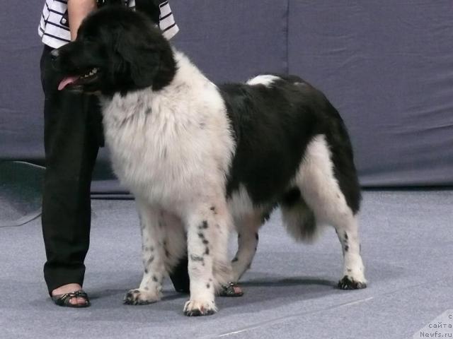 Фото: ньюфаундленд Daanich SCHabrie de Lyuks (Даанич Щабрие де Люкс)