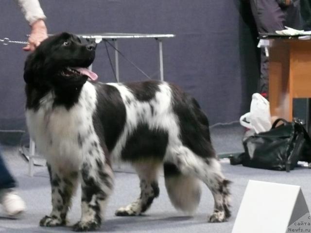 Фото: ньюфаундленд Plyushevaya Panda Ledi Gamil'ton (Плюшевая Панда Леди Гамильтон)