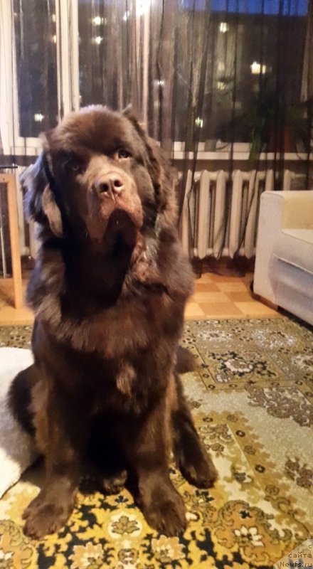 Фото: ньюфаундленд Brownblood MSK Hayes Hago (Браунблад МСК Хаиес Хаго)