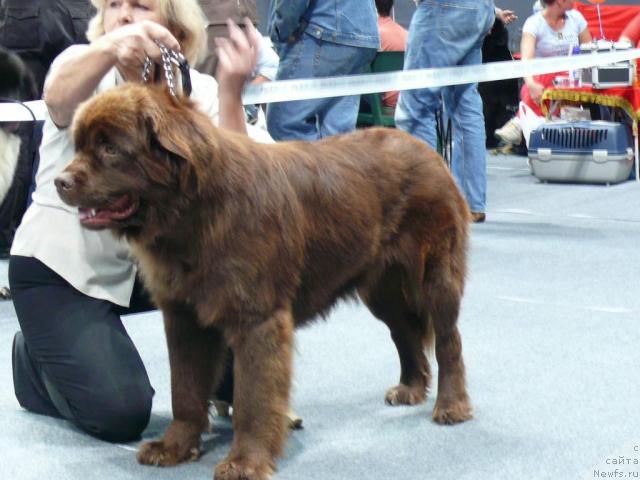 Фото: ньюфаундленд Igerma iz Akademii Shokolada (Игерма из Академии Шоколада)