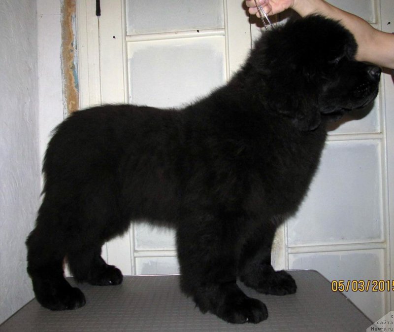 Фото: ньюфаундленд Smigar Everything iz Possible (Смигар Эврисинг из Посибл)