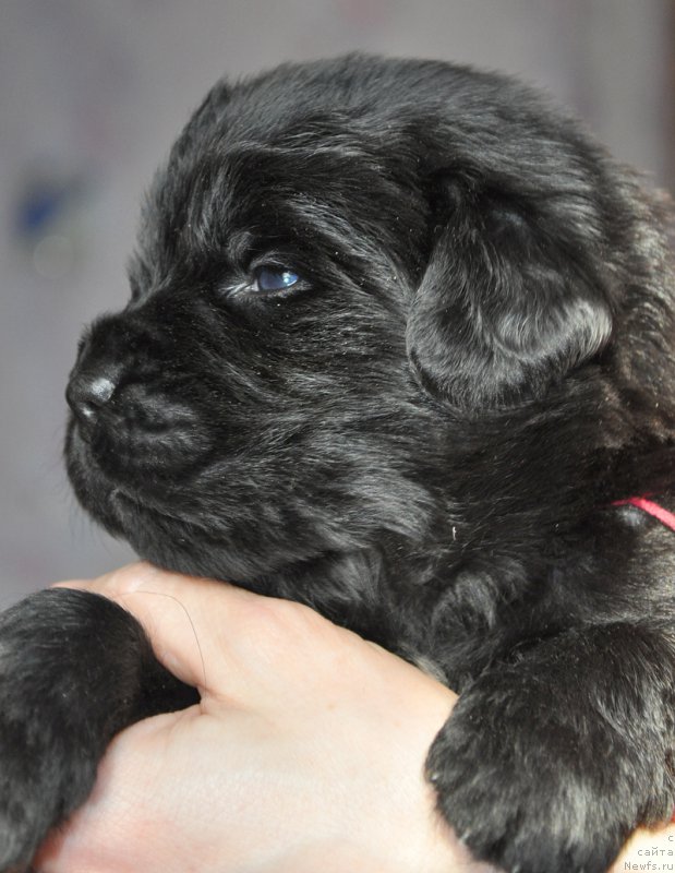 Фотография № 177354