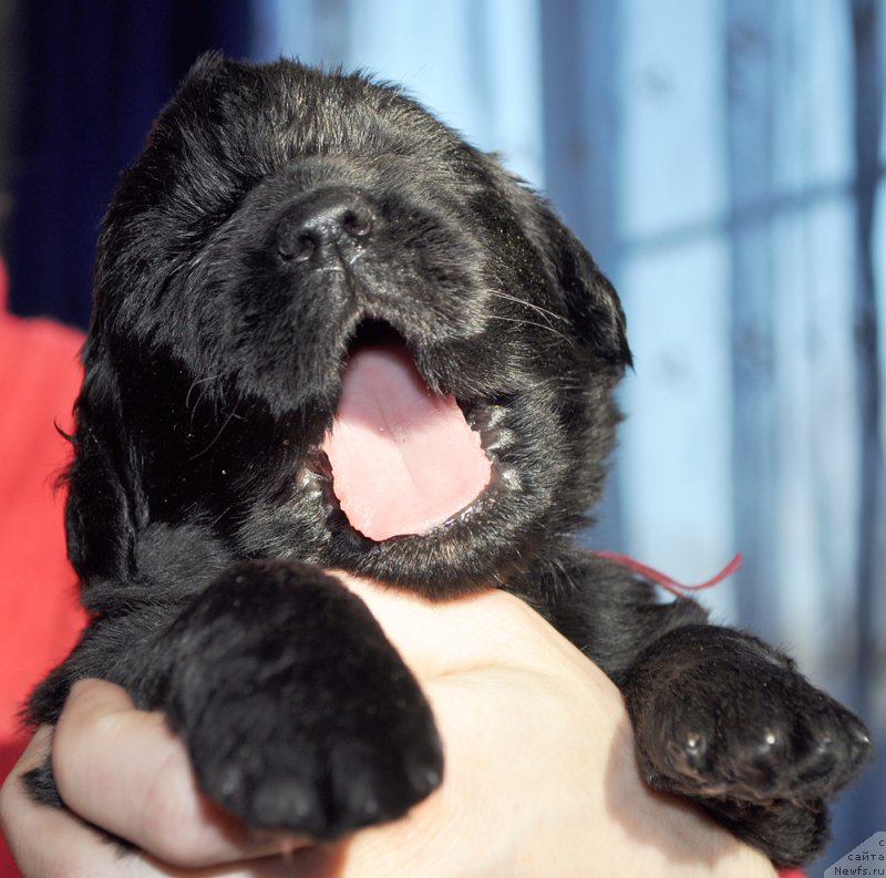 Фотография № 177356