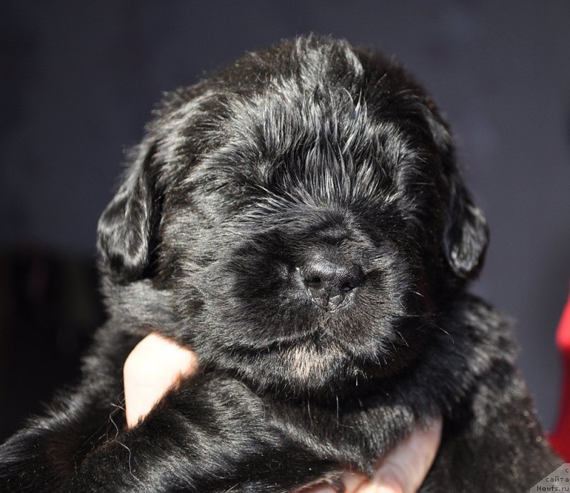 Фотография № 177357