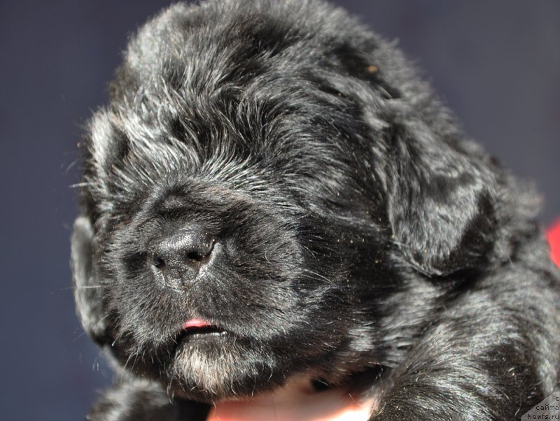 Фотография № 177358