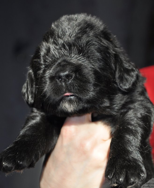 Фотография № 177359