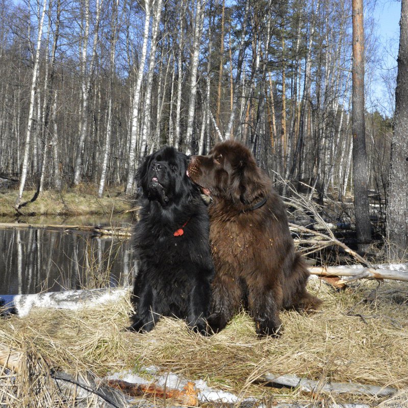 Фото: ньюфаундленд Aquatoriya Kelvin Kadril (Акватория Келвин Кадриль), ньюфаундленд I Follow The Sun de L'Etoile de Cyrice