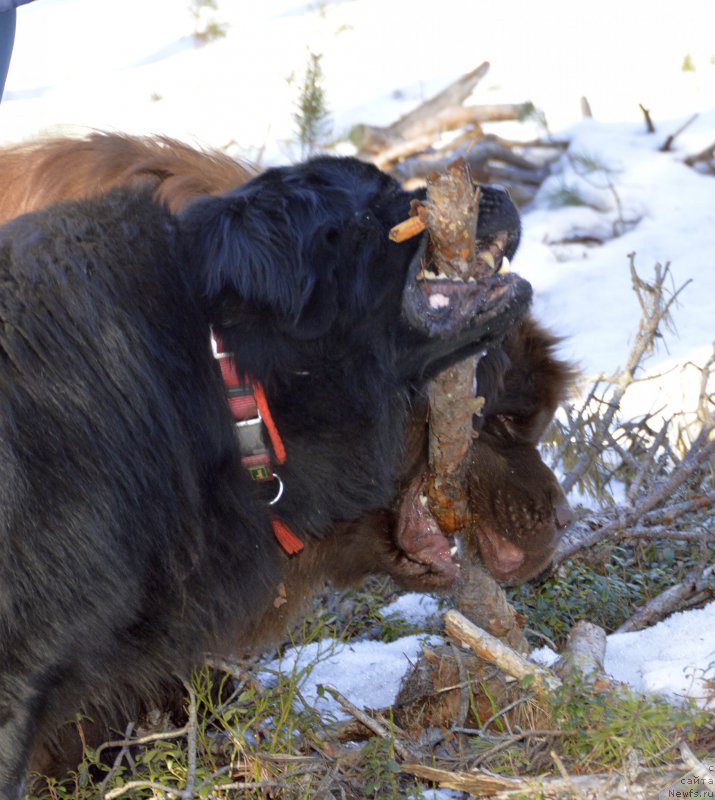 Фото: ньюфаундленд Aquatoriya Kelvin Kadril (Акватория Келвин Кадриль), ньюфаундленд I Follow The Sun de L'Etoile de Cyrice
