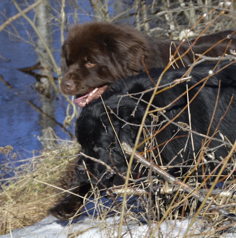 Фото: ньюфаундленд Aquatoriya Kelvin Kadril (Акватория Келвин Кадриль), ньюфаундленд I Follow The Sun de L'Etoile de Cyrice