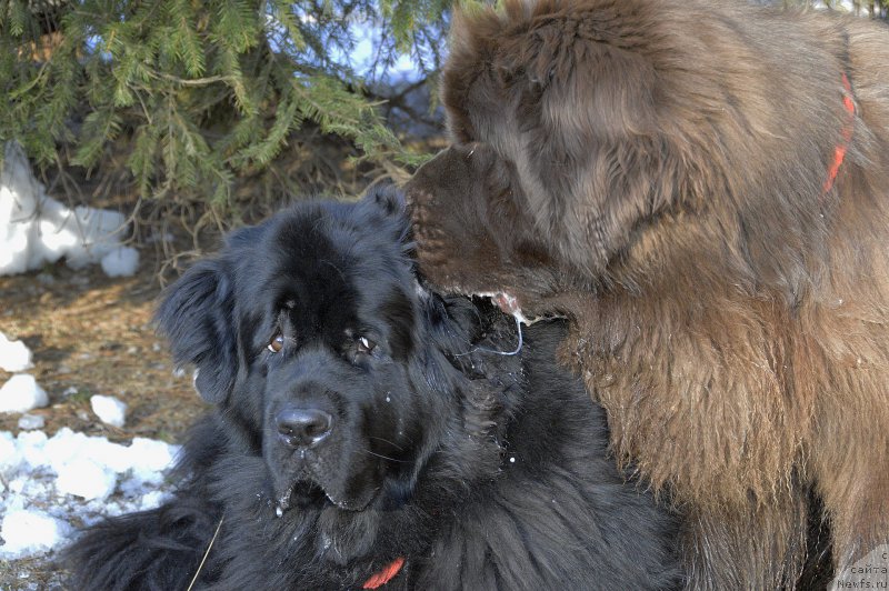 Фото: ньюфаундленд Aquatoriya Kelvin Kadril (Акватория Келвин Кадриль), ньюфаундленд I Follow The Sun de L'Etoile de Cyrice